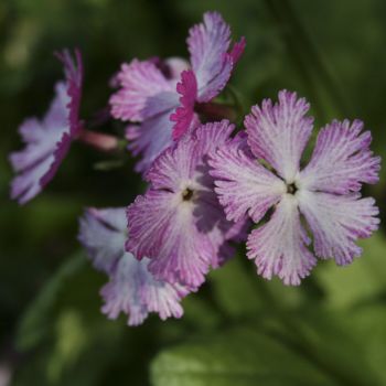 Примула Зибольда (Primula sieboldii) 24