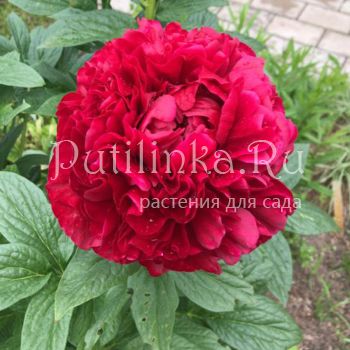 Пион Henry Bockshoce (Paeonia Henry Bockshoce)