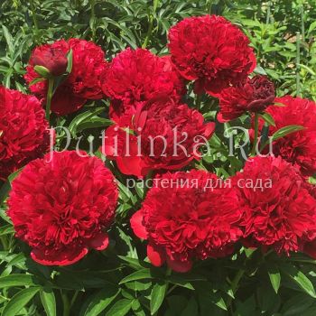 Пион Red Grace (P. Red Grace)