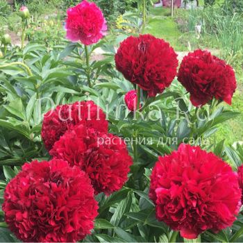 Пион Red Grace (P. Red Grace)