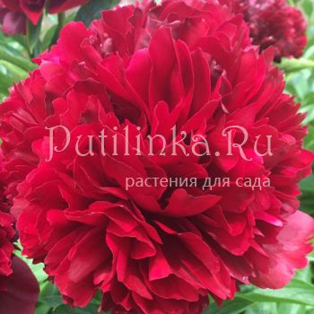 Пион Red Grace (P. Red Grace)