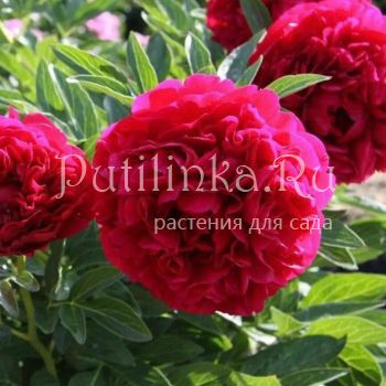 Пион Carol (Paeonia Carol)