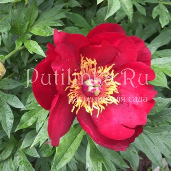 Пион Scarlet Heaven (Paeonia Scarlet Heaven)