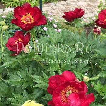 Пион Scarlet Heaven (Paeonia Scarlet Heaven)