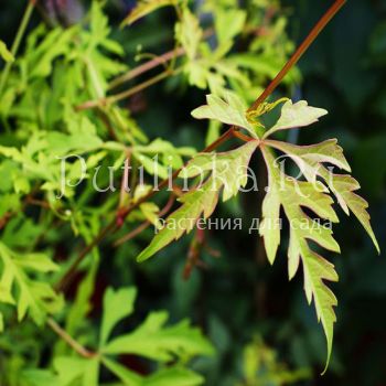 Виноградовник аконитолистный (A. aconitifolia)