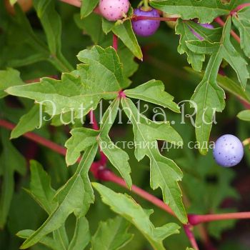 Виноградовник аконитолистный (Ampelopsis aconitifolia)