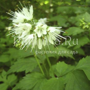 Гидpoфиллyм канадский (Hydrophyllum  canadense)