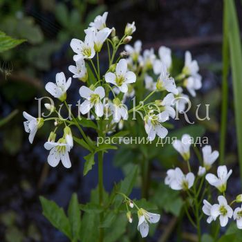 Зубянка (Dentaria laciniata)