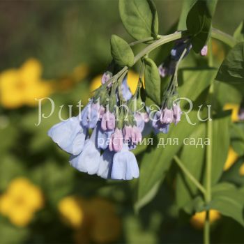 Мертензия виргинская (Mertensia virginica)