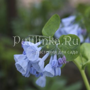 Мертензия виргинская (Mertensia virginica)