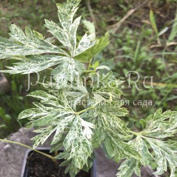 Аконит Hakikomi Variegate (A. Hakikomi Variegate)