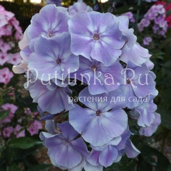 Флокс метельчатый Баргузин (Егорова В)