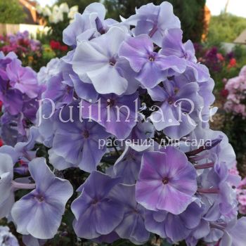 Флокс метельчатый Баргузин (Егорова В)