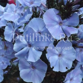 Флокс метельчатый Баргузин (Егорова В)