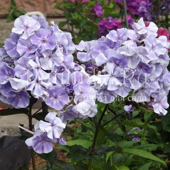 Флокс метельчатый Баргузин (Егорова В)