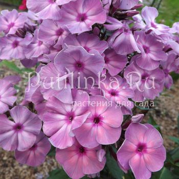 Флокс метельчатый Лунный Свет (Егорова В)