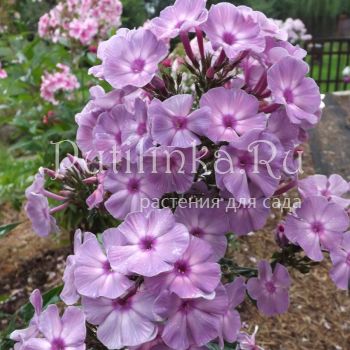 Флокс метельчатый Лунный Свет (Егорова В)