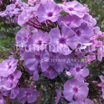 Флокс метельчатый Лунный Свет (Егорова В)