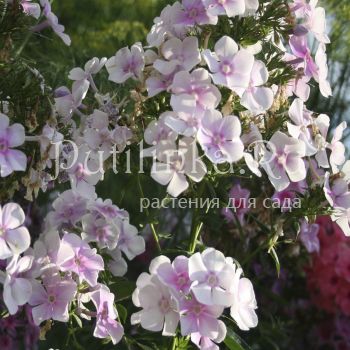 Флокс метельчатый Нежный возраст (Егорова В)