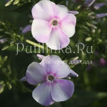 Флокс метельчатый Нежный возраст (Егорова В)