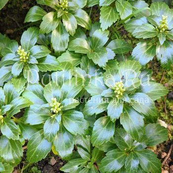 Пахизандра верхушечная (Pachysandra terminalis)