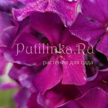 Флокс метельчатый Красный Турмалин (Сурикова В. Я.)"