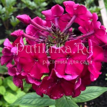 Флокс метельчатый Рубиновые Звезды (Щербакова Т.П.)"