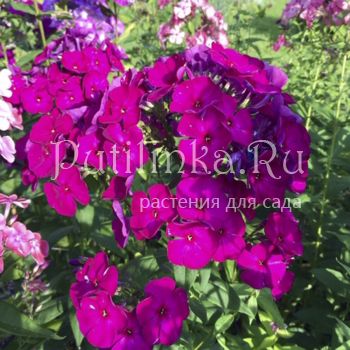 Флокс метельчатый Испанка (Теплова Н.Л.)**