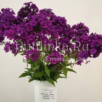 Флокс метельчатый Черничный Джем (Якушева И.)**