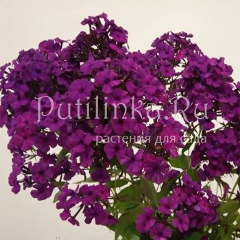 Флокс метельчатый Черничный Джем (Якушева И.)**