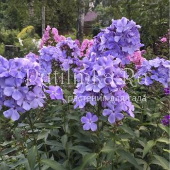 Флокс метельчатый Незабываемый вечер (Репрев Ю.А.)**