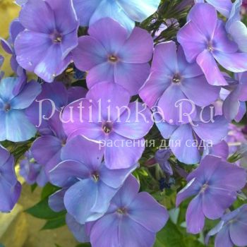 Флокс метельчатый Моя любовь, моя отрада (Репрев Ю.А.)**