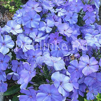 Флокс метельчатый Моя любовь, моя отрада (Репрев Ю.А.)**