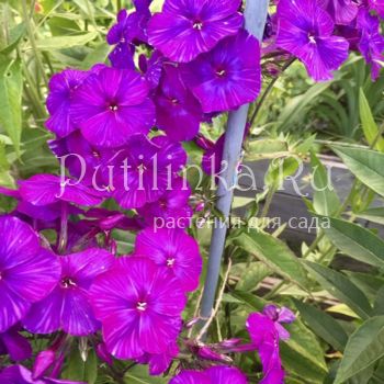 Флокс метельчатый Арапчонок (Репрев Ю.А.)**