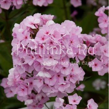 Флокс метельчатый Карамель нежная (Константинова Е.А.)**