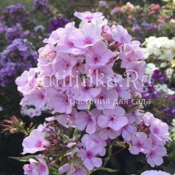 Флокс метельчатый Карамель нежная (Константинова Е.А.)**