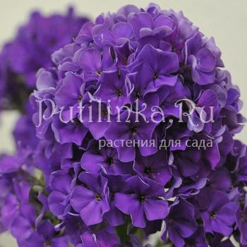 Флокс метельчатый Гардемарин (Константинова Е.А.)**