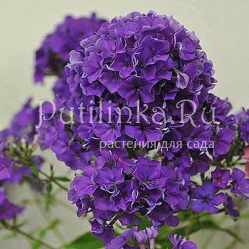 Флокс метельчатый Гардемарин (Константинова Е.А.)**