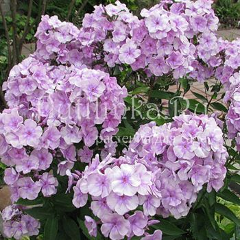 Флокс метельчатый Королевич Елисей (Константинова Н.Ю.)**