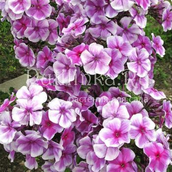 Флокс метельчатый Девичий переполох (Константинова Н.Ю.)**