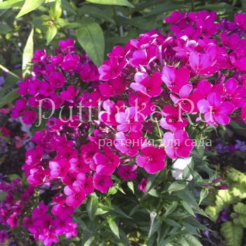 Флокс метельчатый Early Cerise**