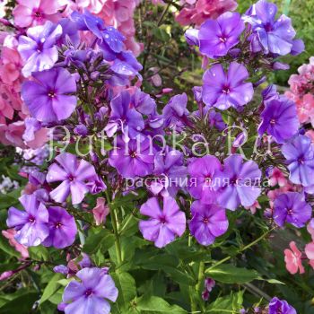 Флокс метельчатый Frau Pauline Sholthammer (V.Pfitzer)