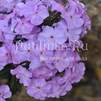 Флокс метельчатый Lilac Time (B.H.B.Symons-Jeune)