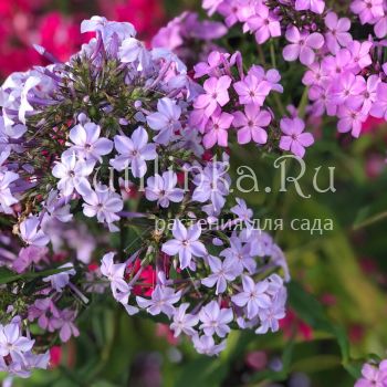 Флокс метельчатый Fliderezian (K. Oetjen)