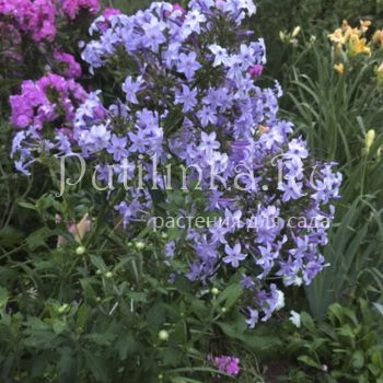 Флокс метельчатый Fliderezian (K. Oetjen)