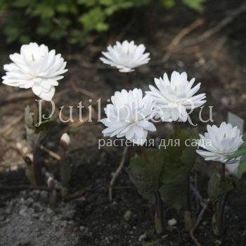 Сангвинария канадская Flore Pleno(Sanguinaria canadensis Flore Pleno)