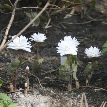 Сангвинария канадская Flore Pleno(Sanguinaria canadensis Flore Pleno)