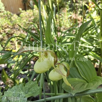 Башмачок желто-розовой формой