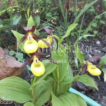 Башмачок настоящий