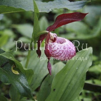 Башмачек Gisela (Cypripedium Gisela)